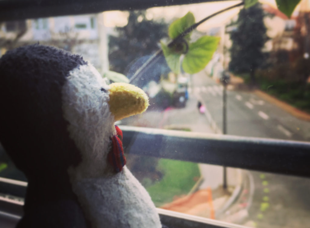 Pingouin songeur à la fenêtre